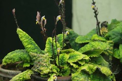 Gymnostachyum febrifugum